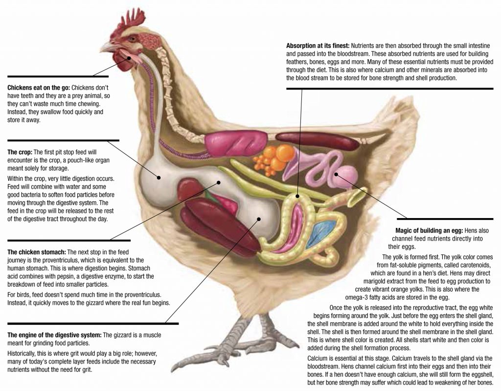 Chickens Digest Feed